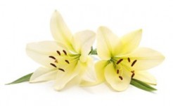 https://www.uwiglobalalumnihub.com/in-tribute-to-uwi-stalwarts-no-longer-with-us