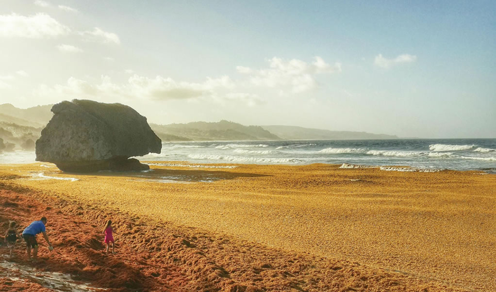 Sargassum on a beach in Barbados. Photo credit: Romel Hall.